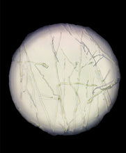 Load image into Gallery viewer, Monokaryon Verification Service