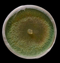 Load image into Gallery viewer, Trichoderma afroharzianum T22 culture