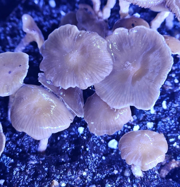 Fungal Fragrance: The Volatile Chemistry of Psilocybe sect. Zapotecorum NZ02. Preliminary aromatic profile