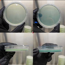 Load image into Gallery viewer, High quality agar petri dishes 100 pack 100mm grip ring
