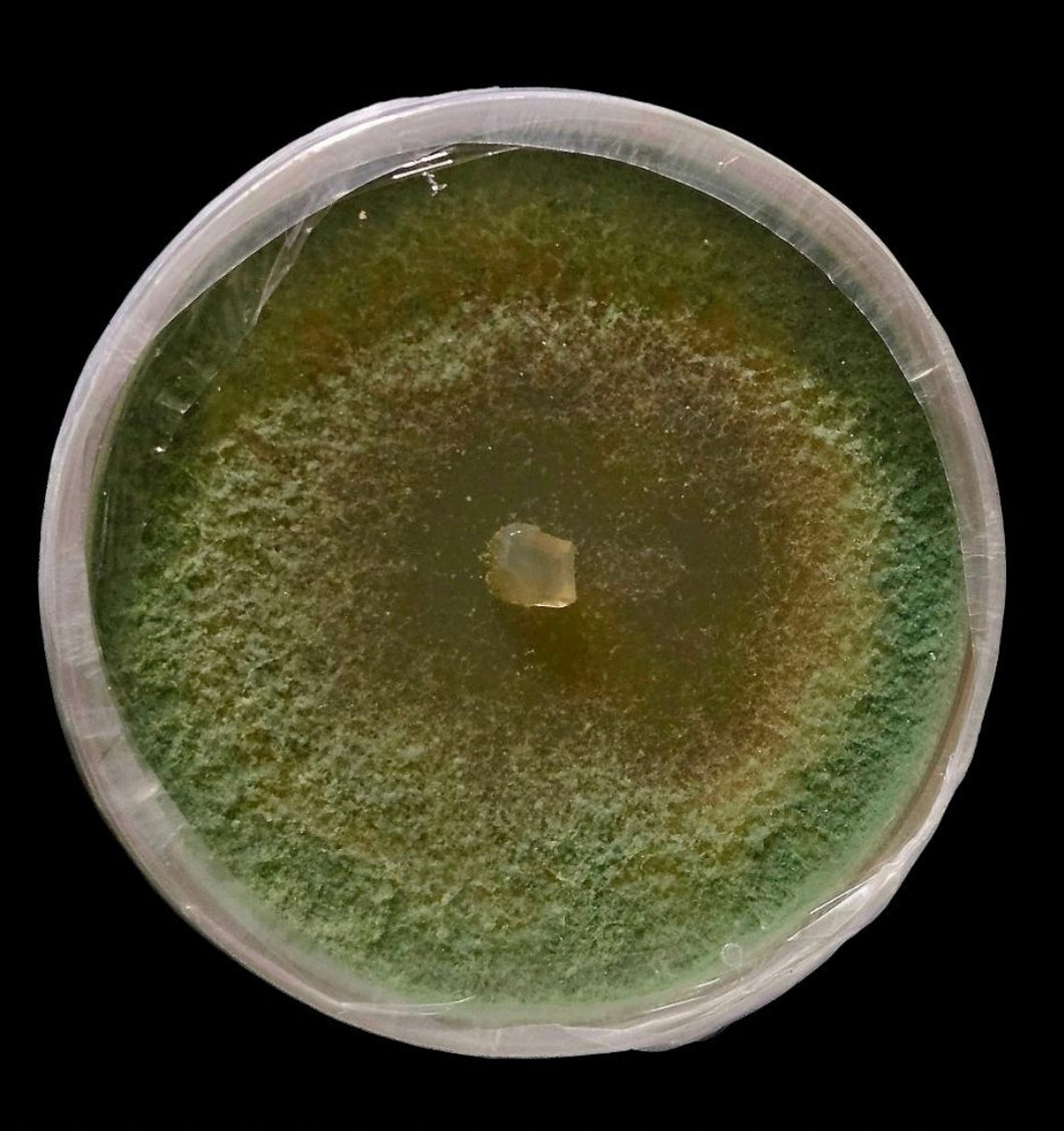 Trichoderma afroharzianum T22 culture
