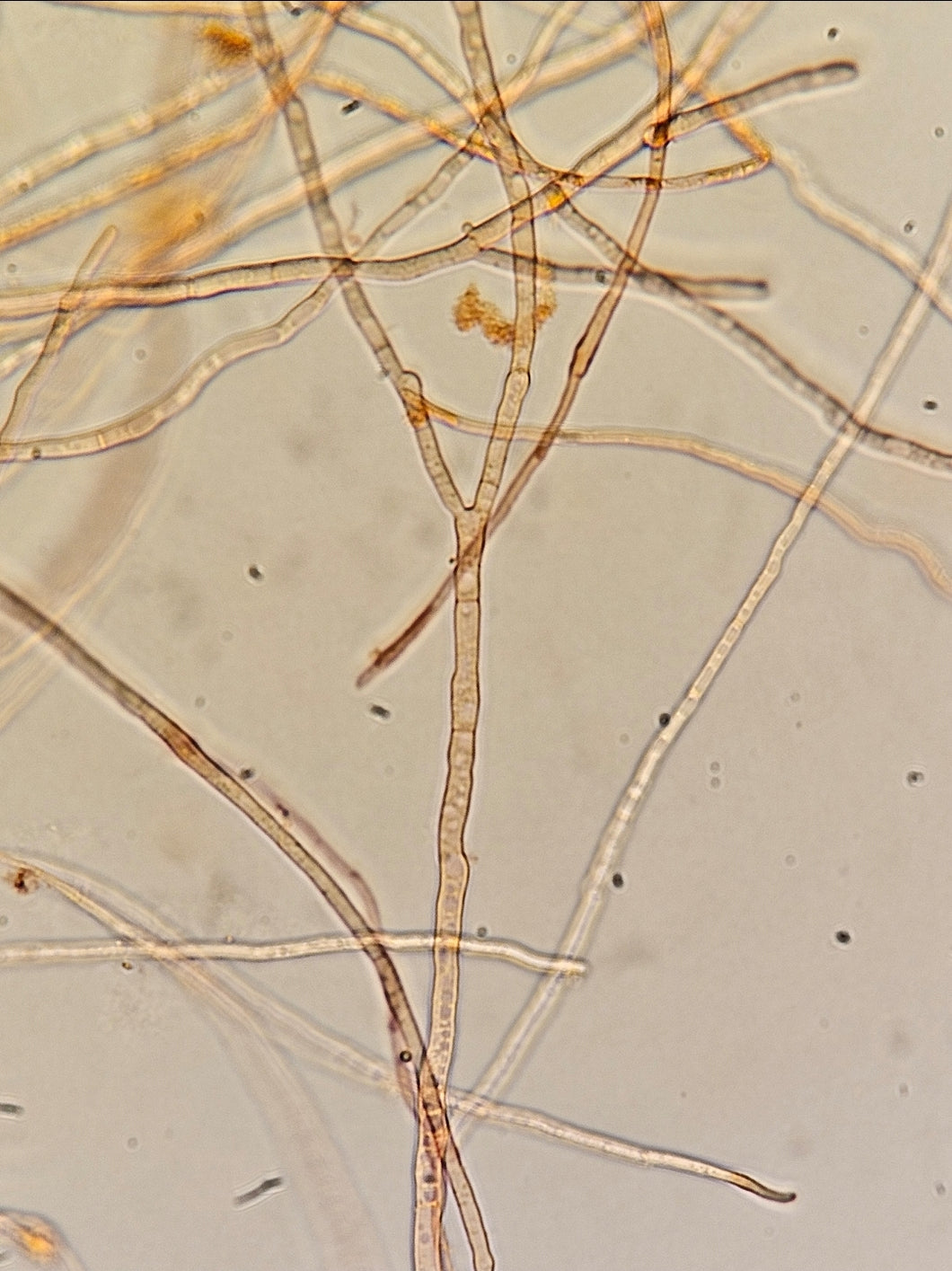 Claviceps paspali Stevens and Hall mutant culture